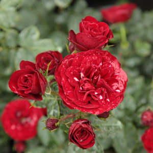 Bordo - trandafir pentru straturi Floribunda